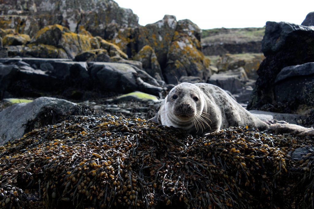 Grey seal basking on the rocks at Cardigan Bay