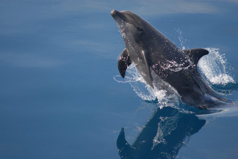 The best place to see dolphins in Wales