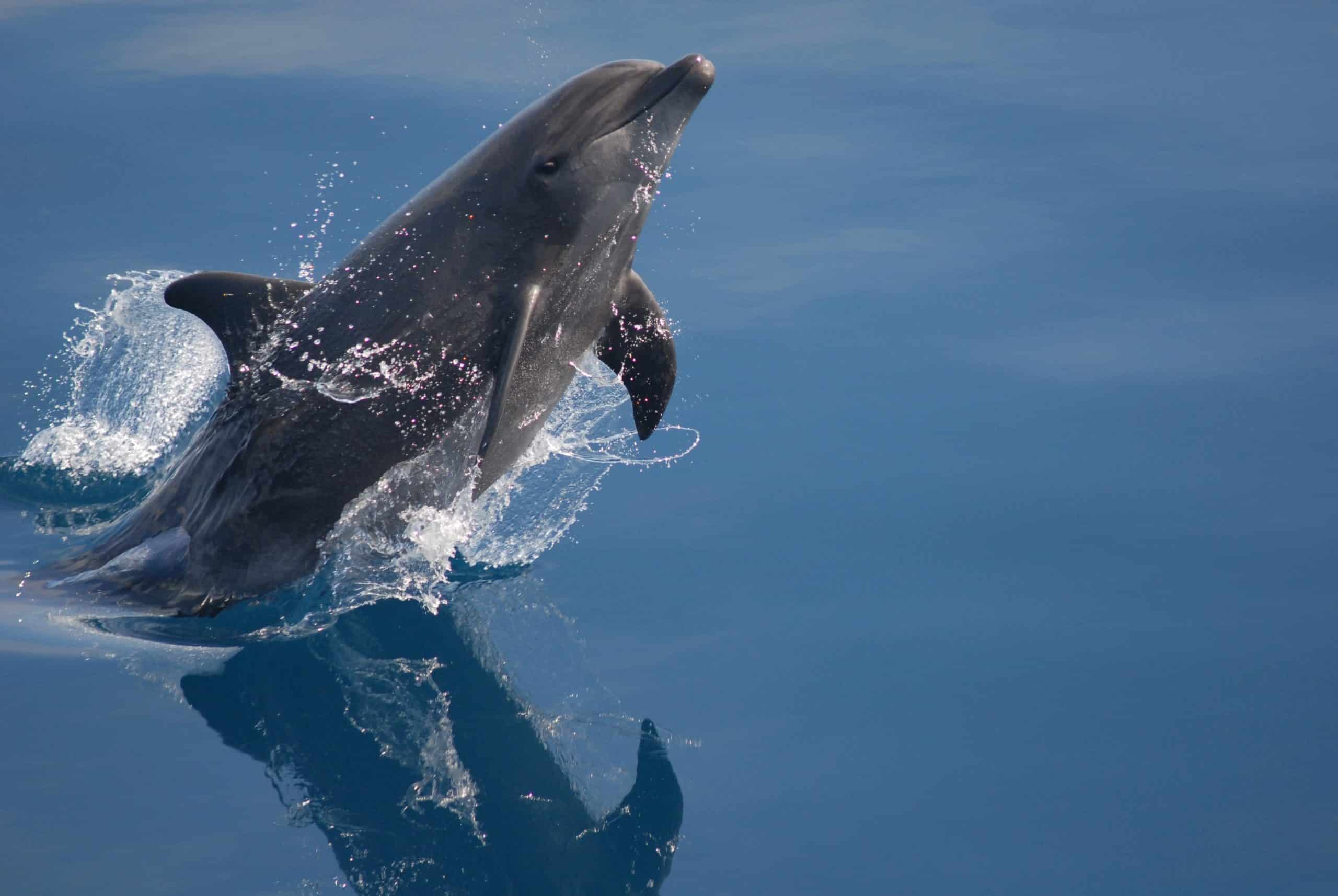 New quay boat trips with Bottlenose dolphins in Cardigan Bay