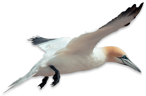 Gannet in flight above New Quay