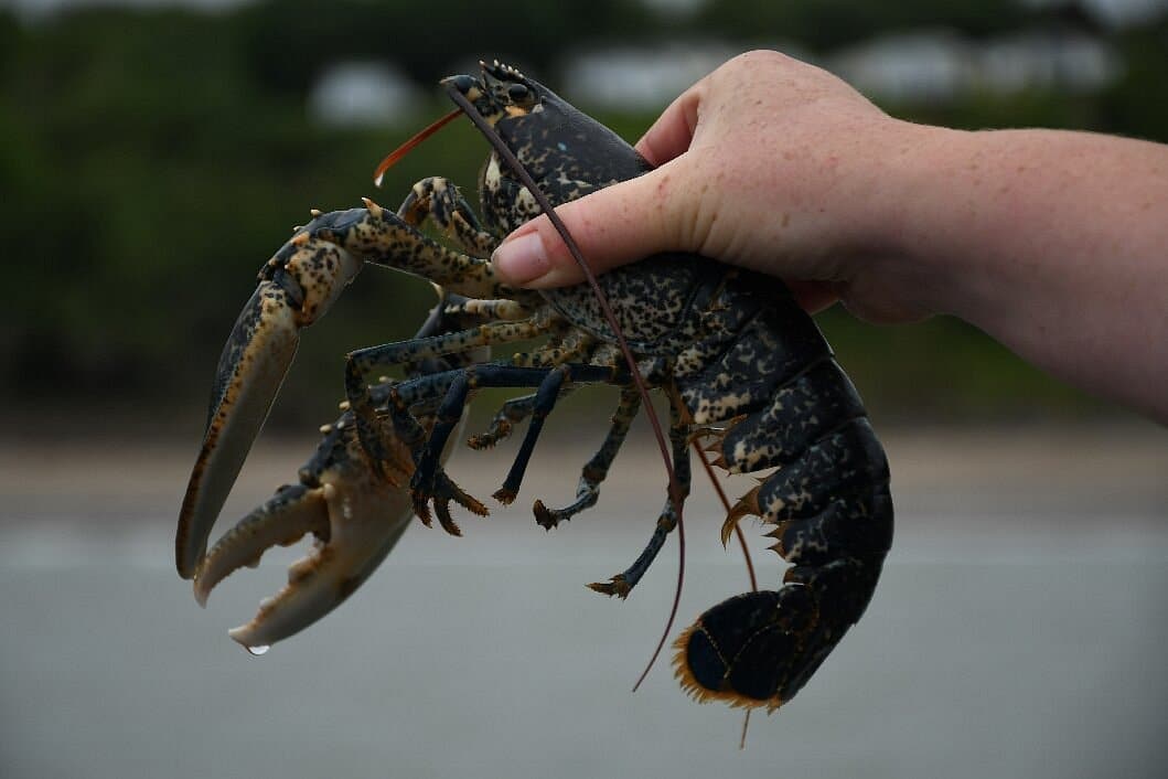 Boat Trips to see what's in our lobster pots around Cardigan Bay