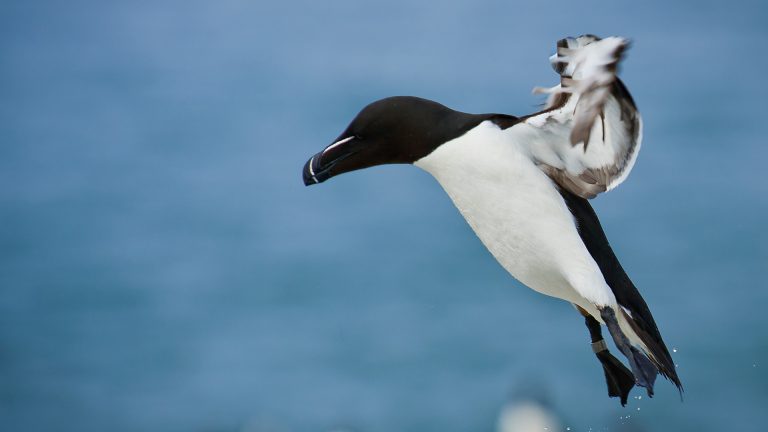 What do bottlenose dolphins like to eat?