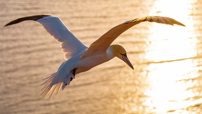 6 reasons why dolphin boat trips in Cardigan Bay are an unforgettable experience!