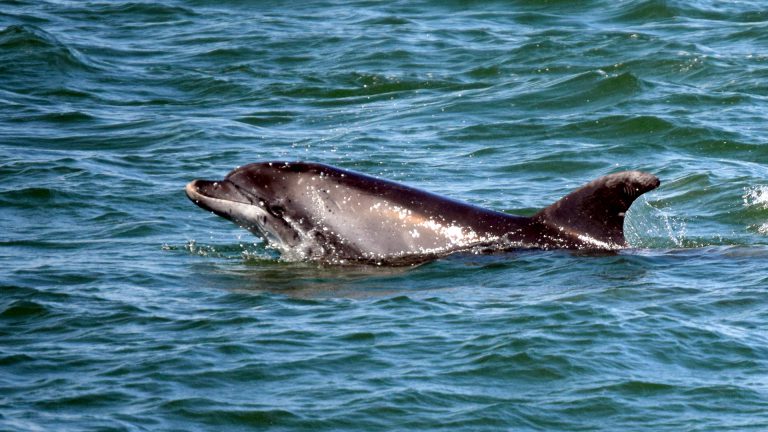 How big do bottlenose dolphins get?