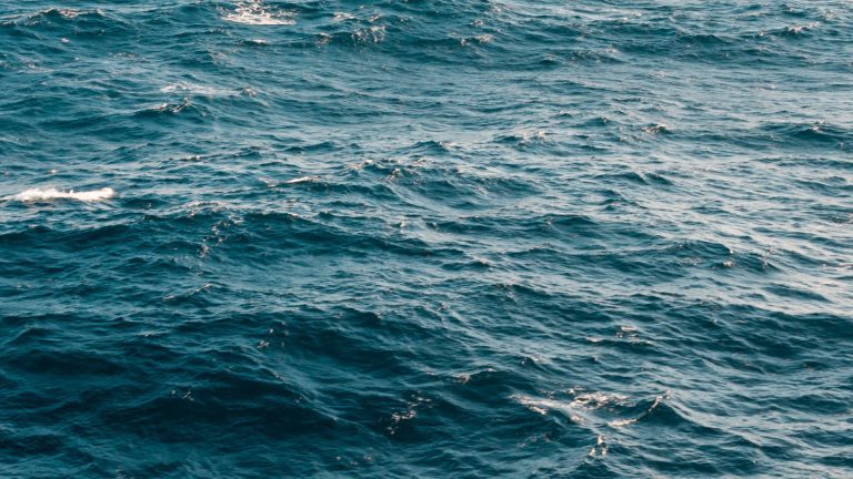 What do bottlenose dolphins like to eat?