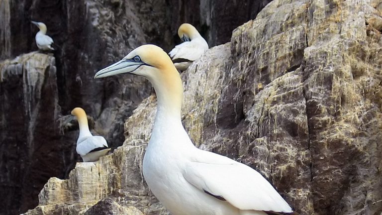 A guide to bird-watching boat trips at Cardigan Bay