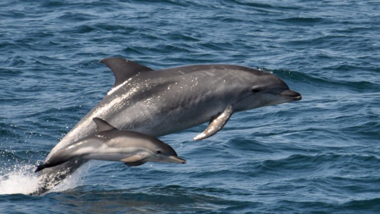 How big is a bottlenose dolphin?