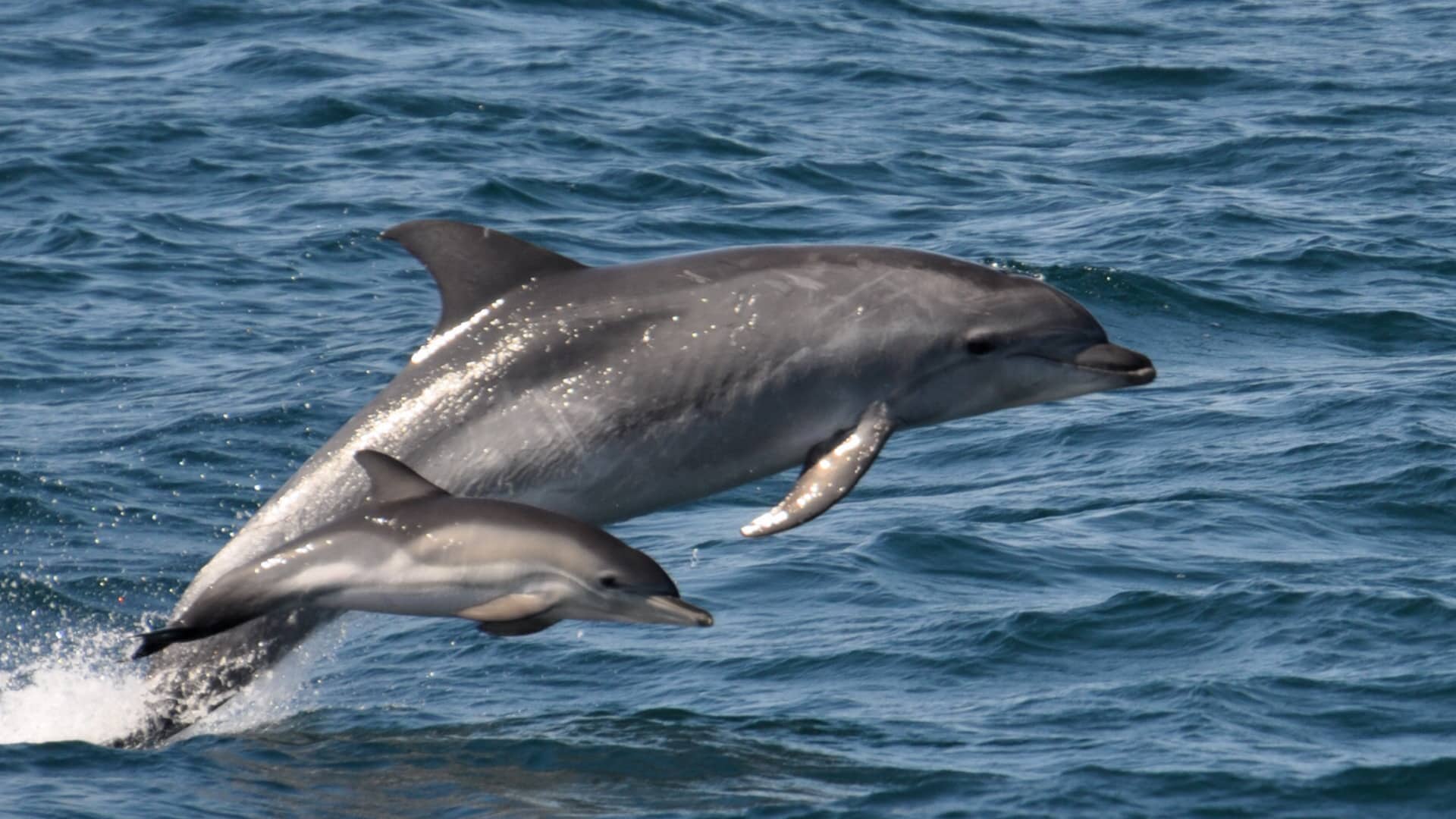 New Quay Boat Trips, Wildlife Dolphin Watching
