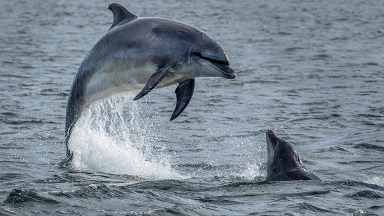 Dolphin watching in Cardigan Bay