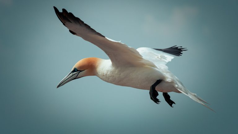 Go aquatic with Cardigan Bay dolphin trips in West Wales!