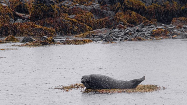 Things to do near New Quay, Wales