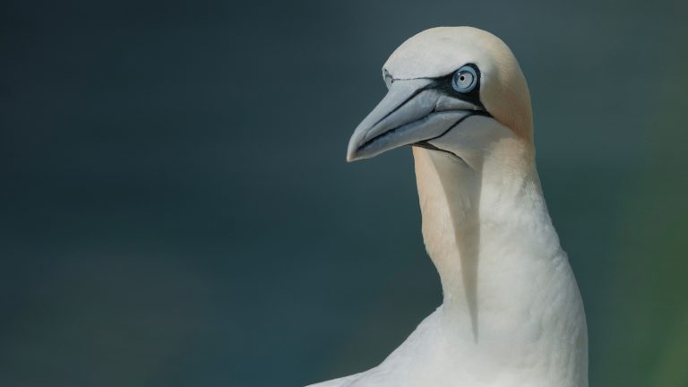 5 reasons to book dolphin-spotting boat trips in New Quay